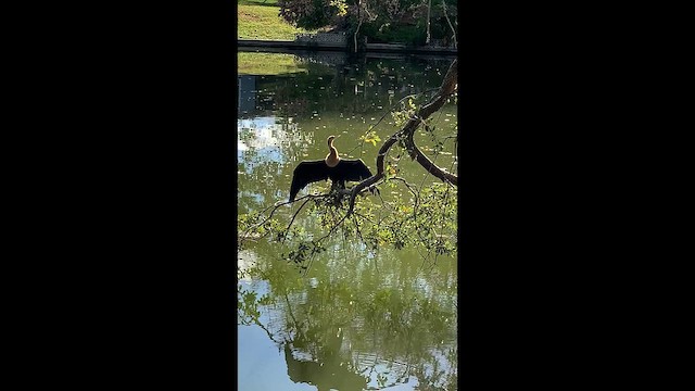 Anhinga Americana - ML647574130