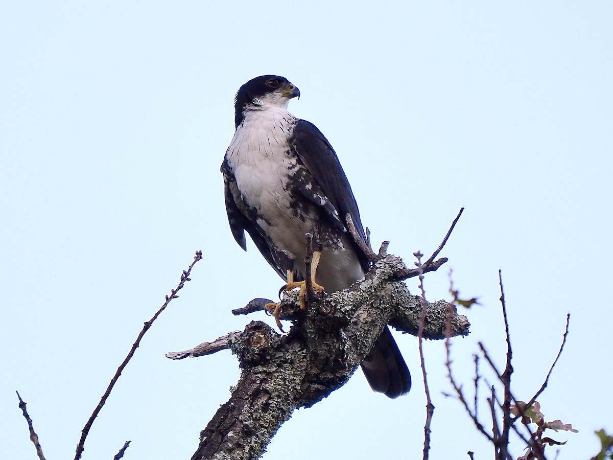 Black Goshawk - ML647574141