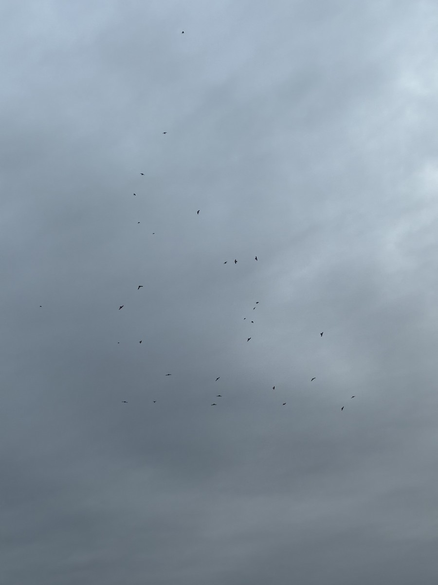 Tree Swallow - ML647574146