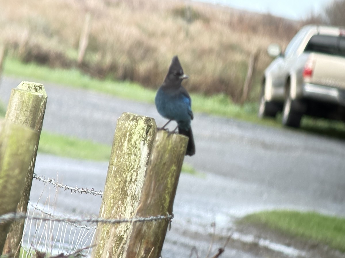 Steller Kargası [stelleri grubu] - ML647574174