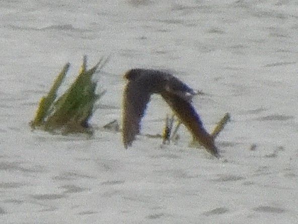 Ластівка сільська - ML647574181