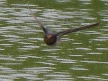 Ластівка сільська - ML647574182