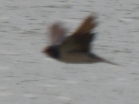 Ластівка сільська - ML647574183