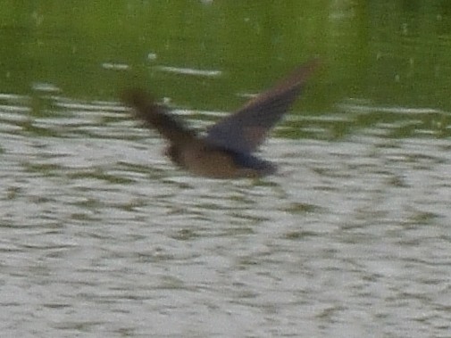 Ластівка сільська - ML647574184