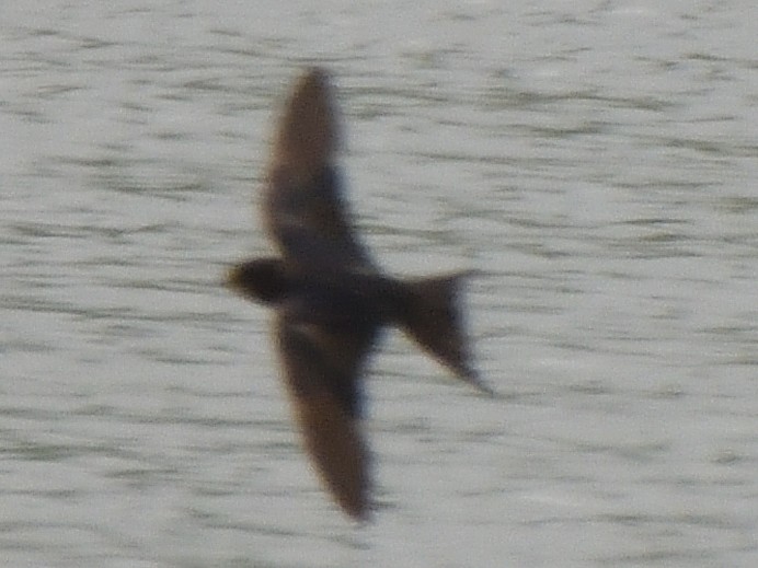 Ластівка сільська - ML647574185