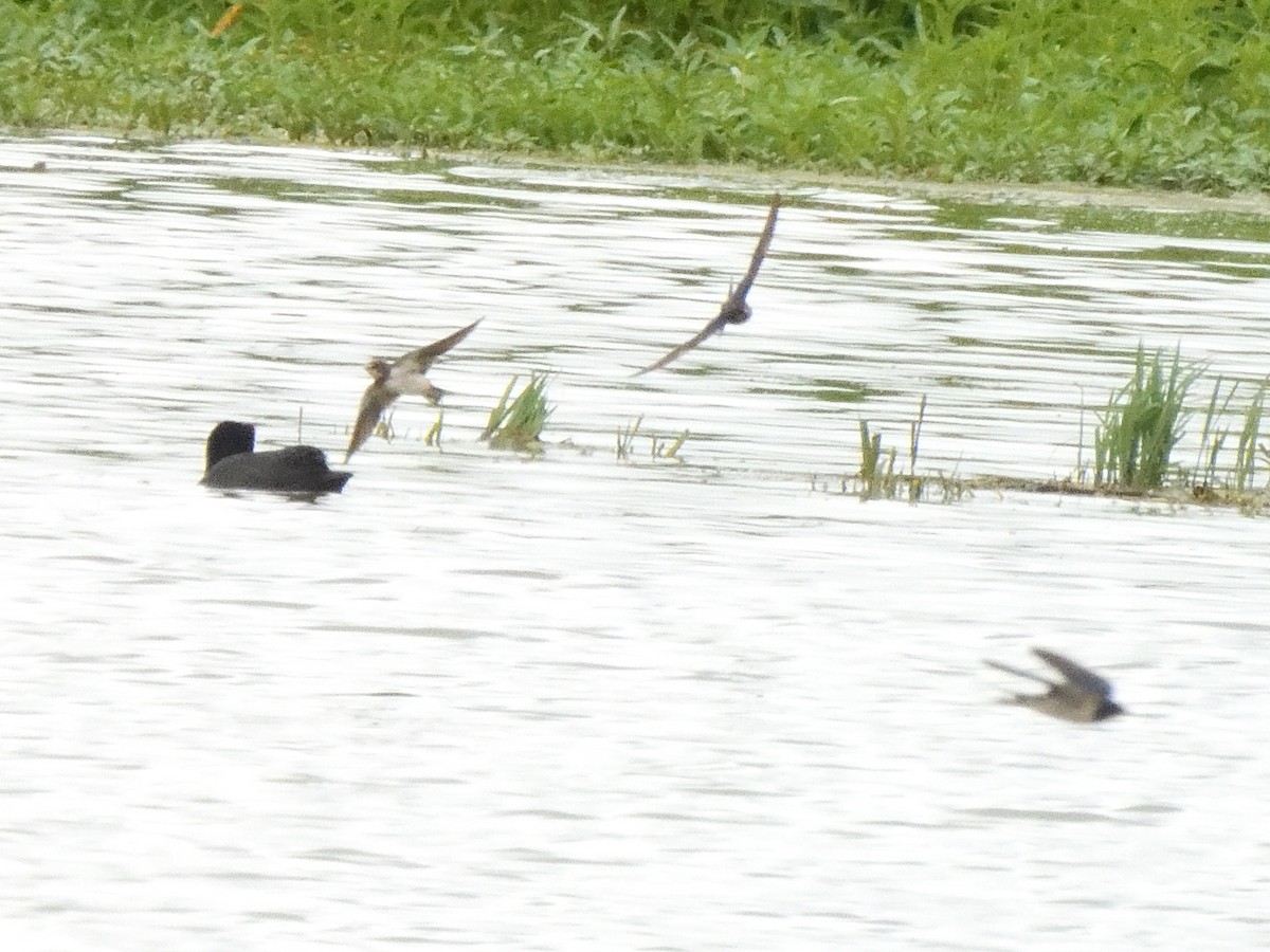 Ластівка сільська - ML647574187