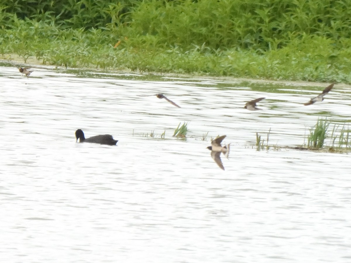 Ластівка сільська - ML647574188