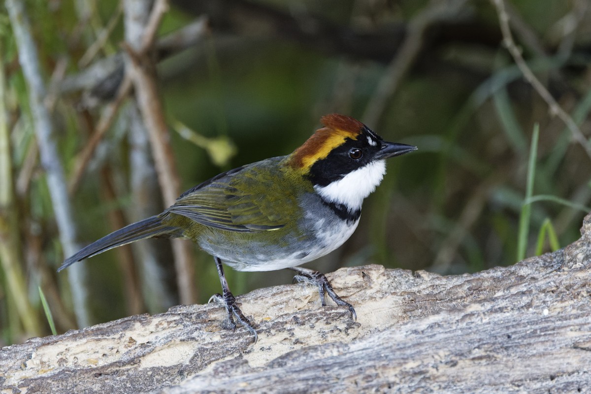 Chestnut-capped Brushfinch - ML647574191