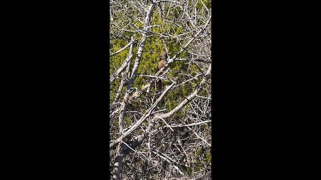 Cardenal Pardo - ML647574212