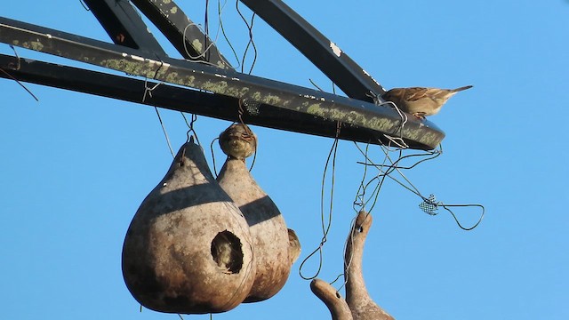 Gorrión Común - ML647574221