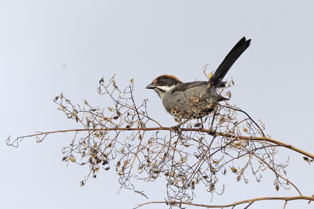 Northern Slaty Brushfinch - ML647574263