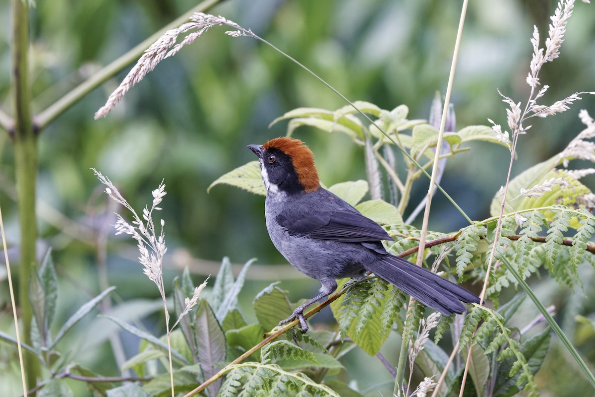 Northern Slaty Brushfinch - ML647574264