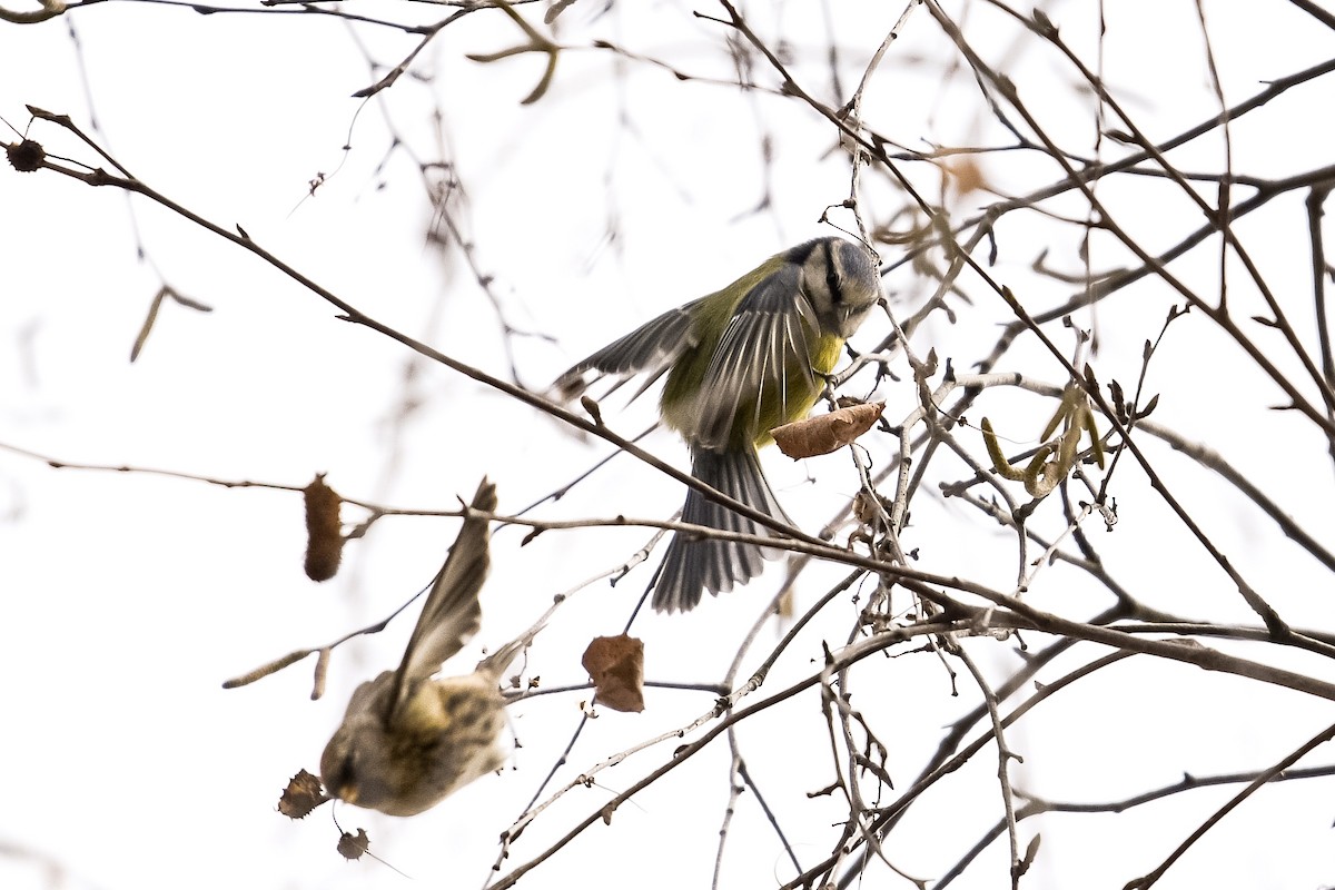 Eurasian Blue Tit - ML647574285