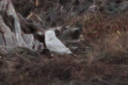 Snowy Owl - ML647574292