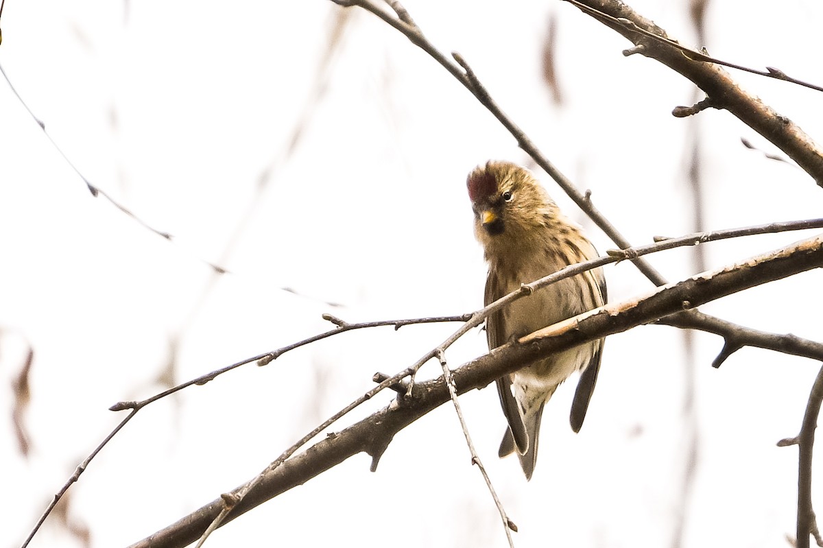 Pardillo Sizerín (alpino) - ML647574309