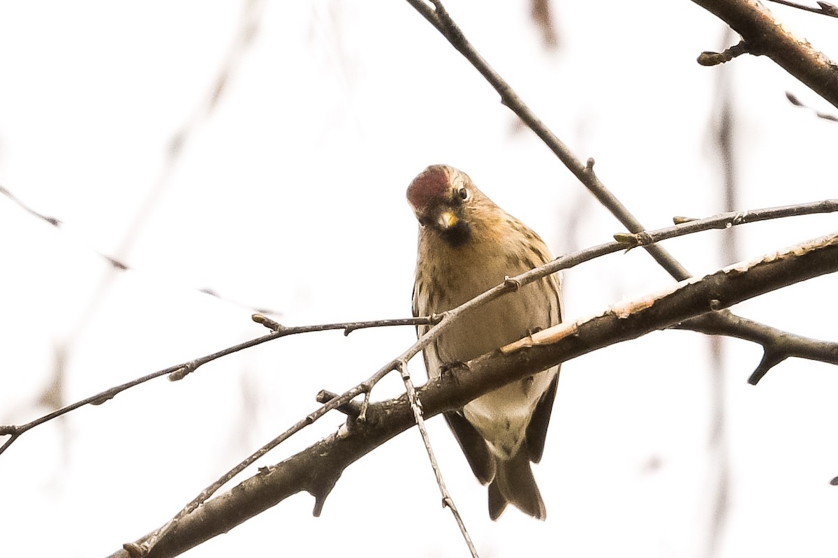 Pardillo Sizerín (alpino) - ML647574310