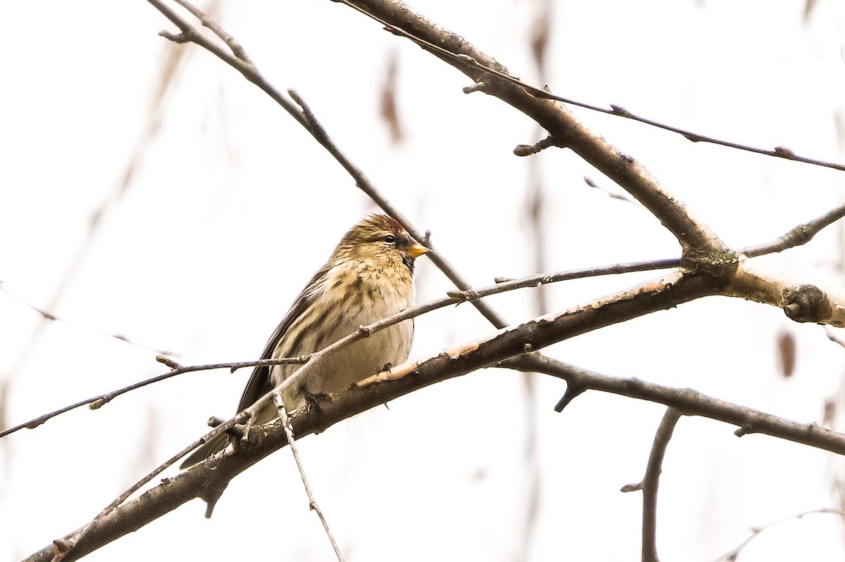 Pardillo Sizerín (alpino) - ML647574311