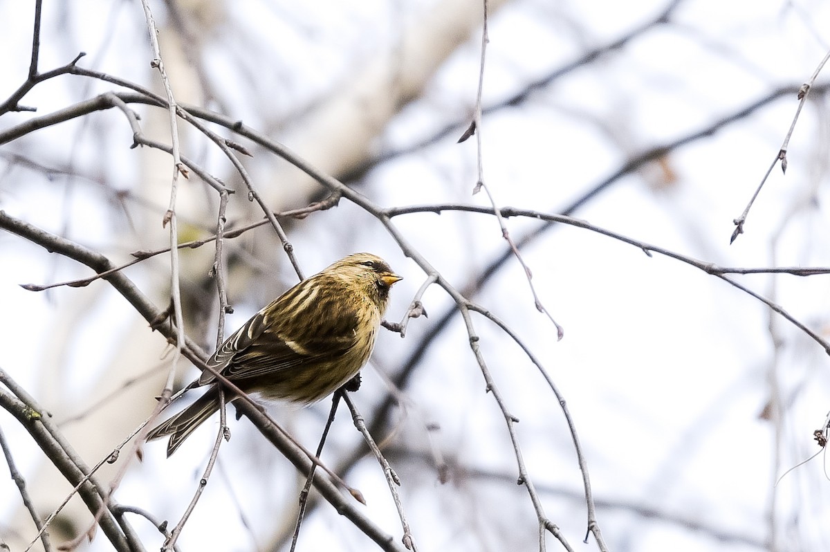Pardillo Sizerín (alpino) - ML647574312