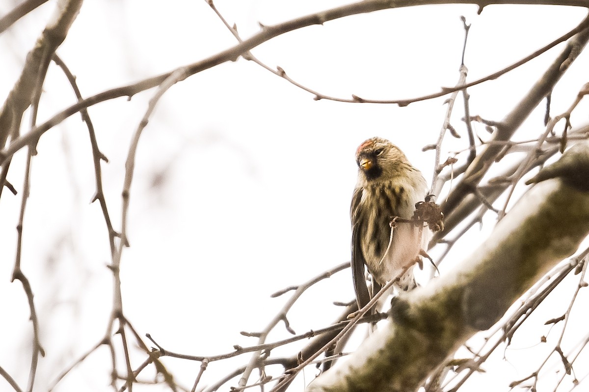 Pardillo Sizerín (alpino) - ML647574313