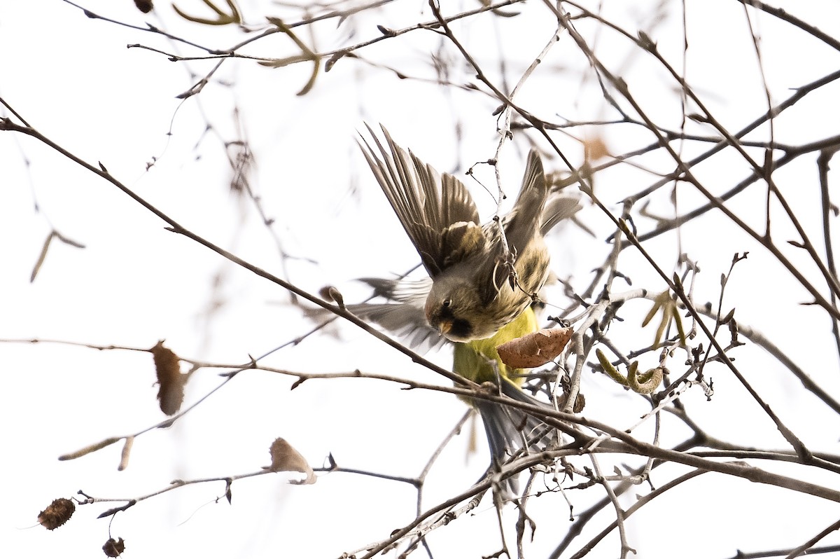 Pardillo Sizerín (alpino) - ML647574314