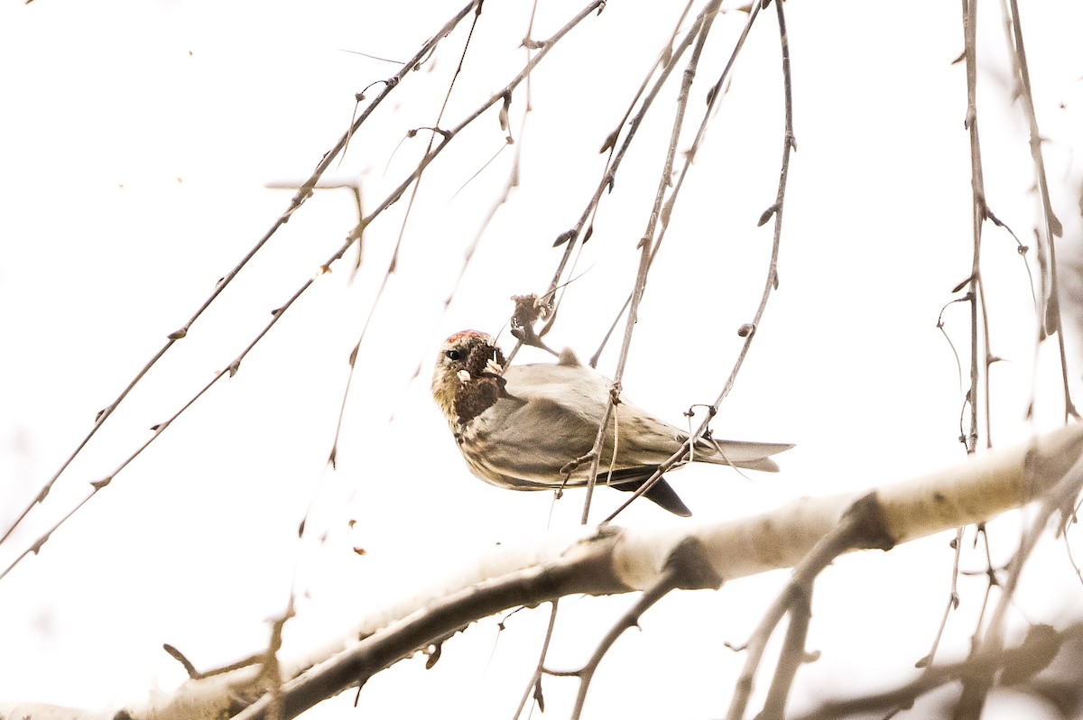 Pardillo Sizerín (alpino) - ML647574315