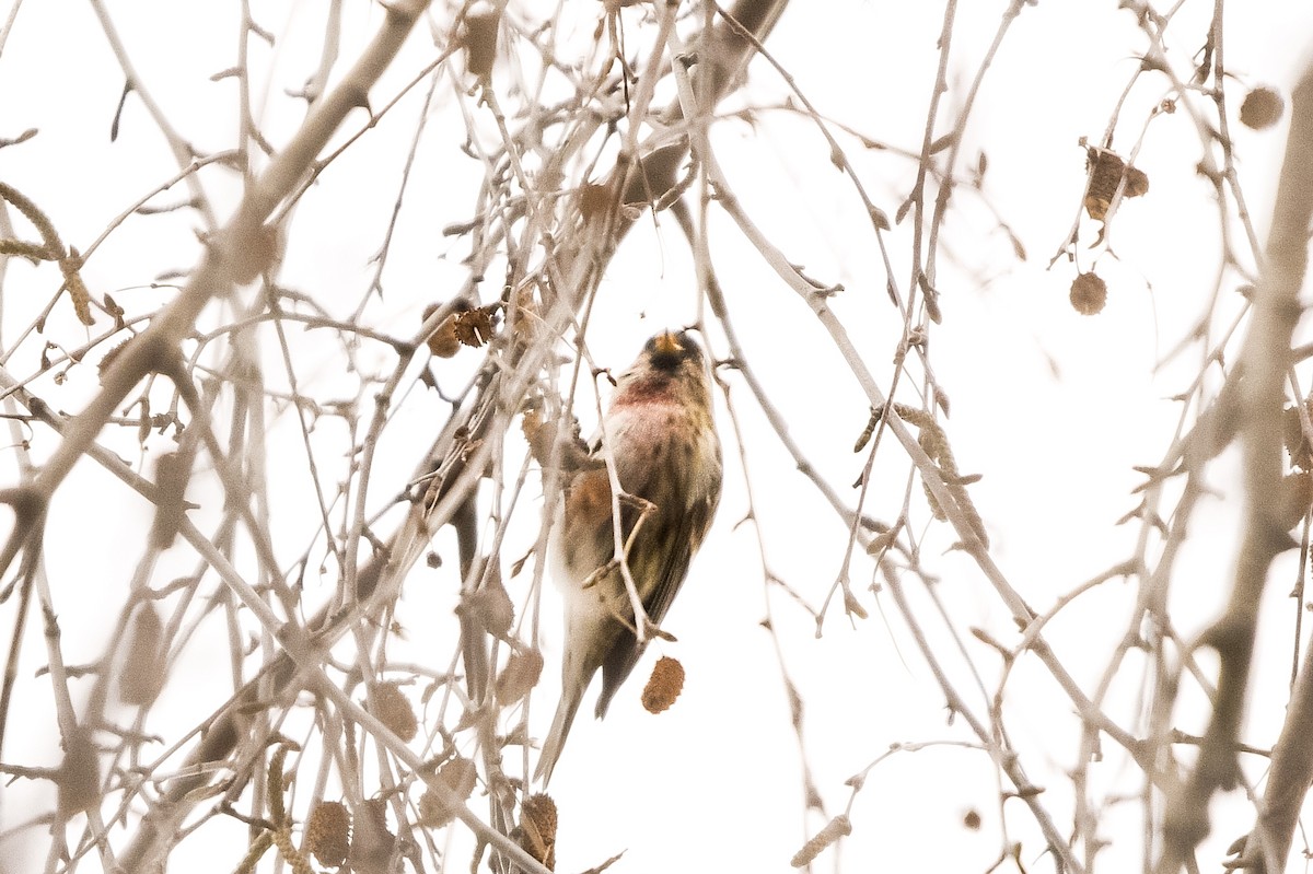 Pardillo Sizerín (alpino) - ML647574316