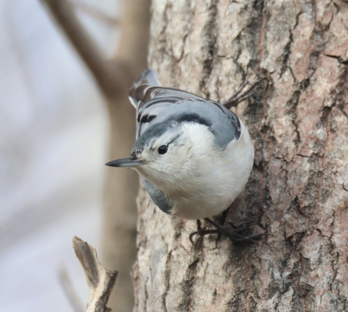 Sittelle à poitrine blanche - ML647574317