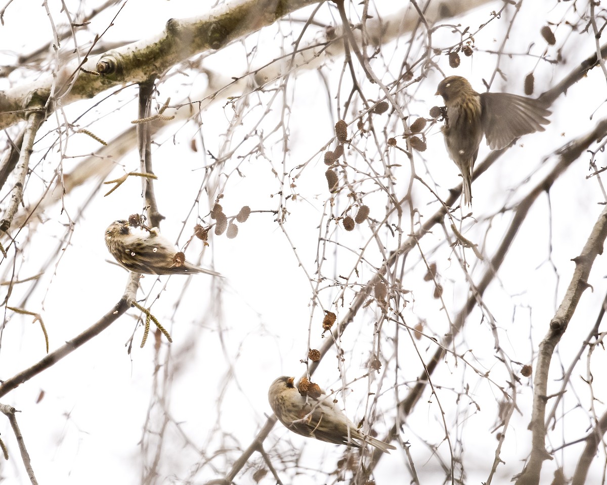 Pardillo Sizerín (alpino) - ML647574318