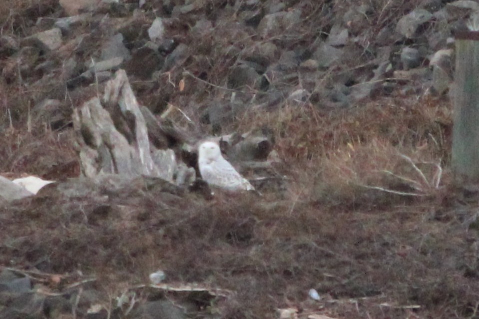 Snowy Owl - ML647574319