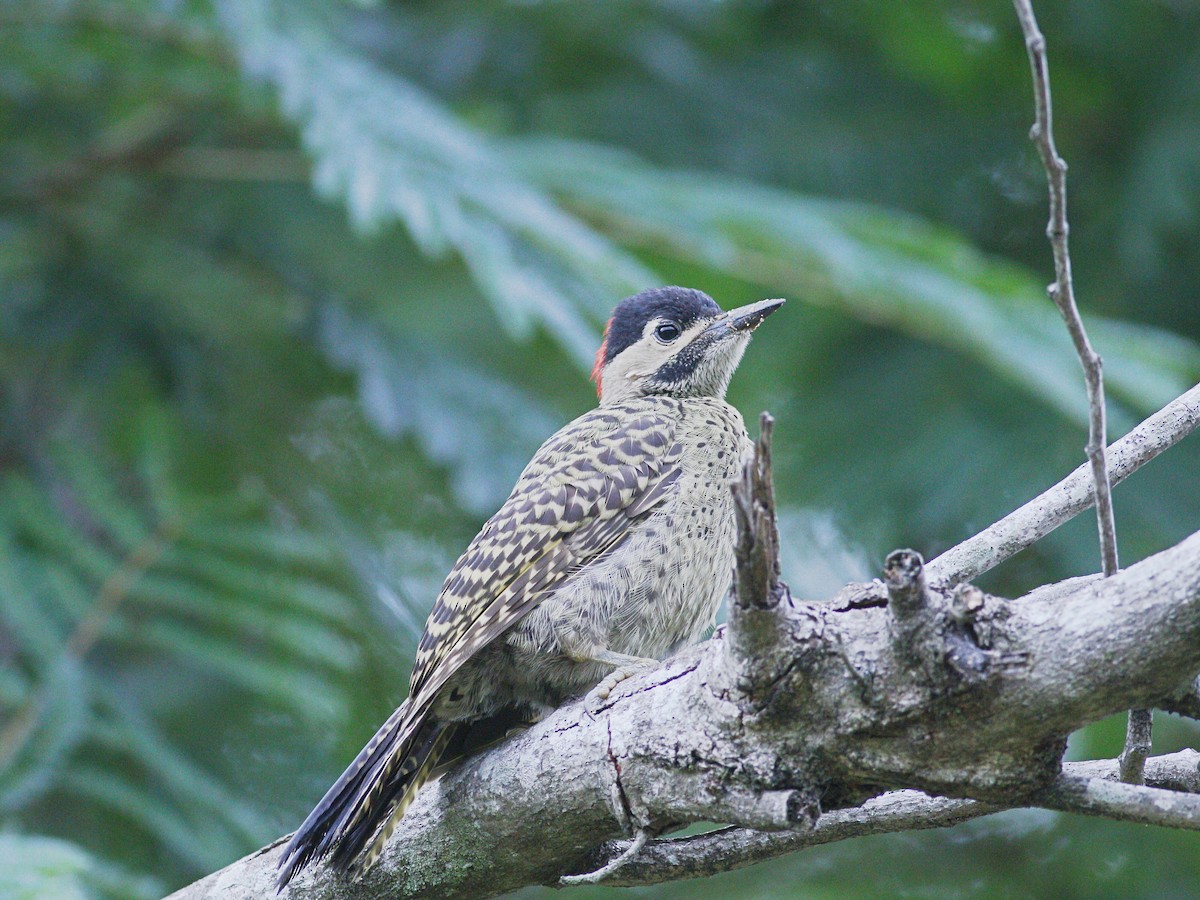 Черноусый дятел - ML647574323