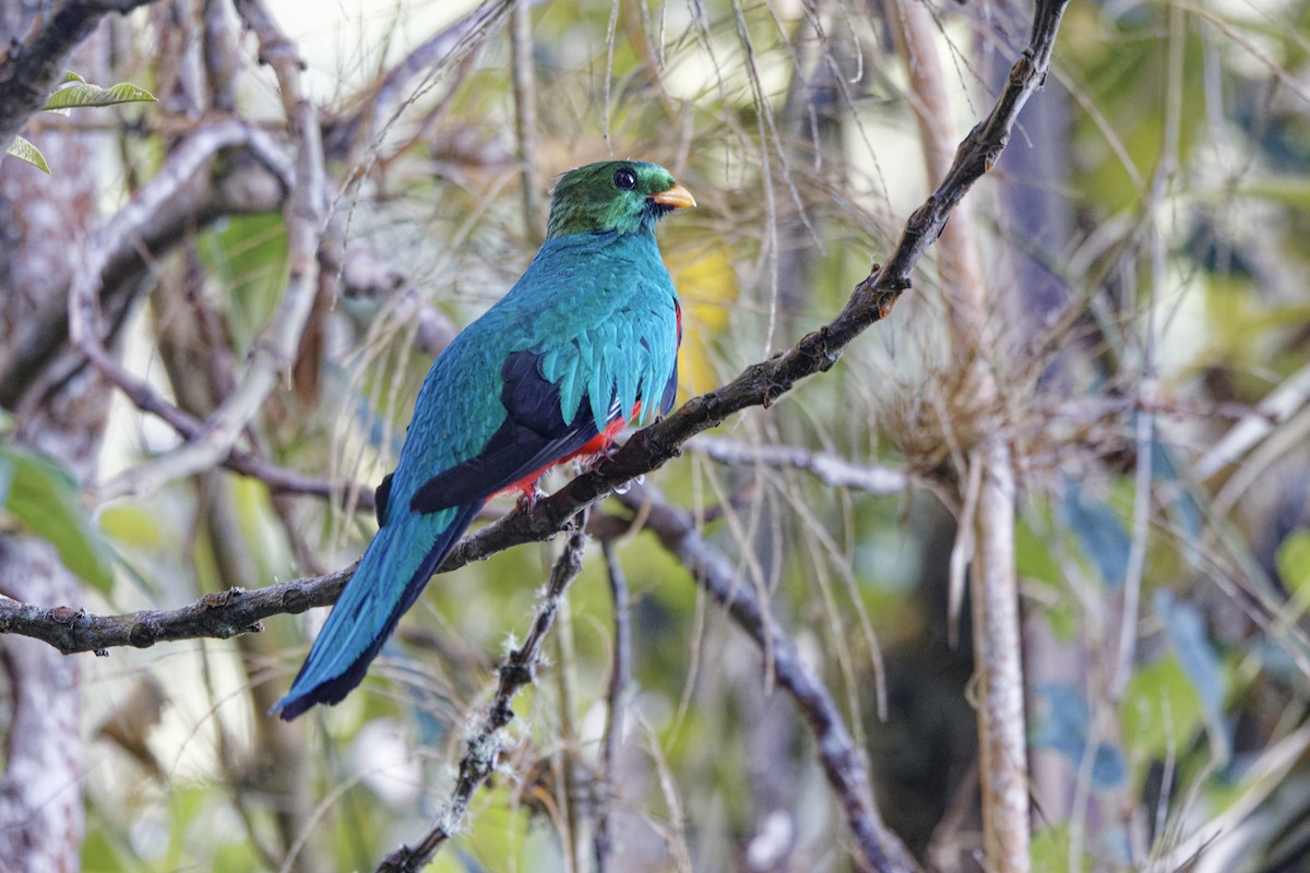 Quetzal doré - ML647574330