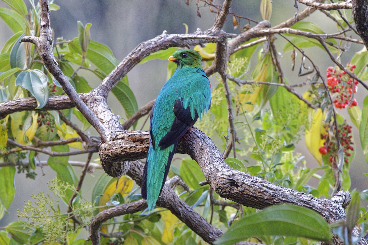 Quetzal doré - ML647574332