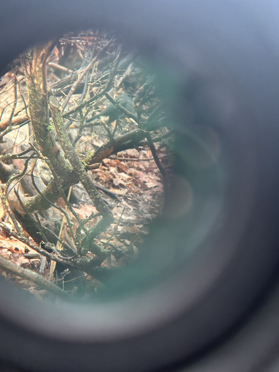 Gray Catbird - ML647574357