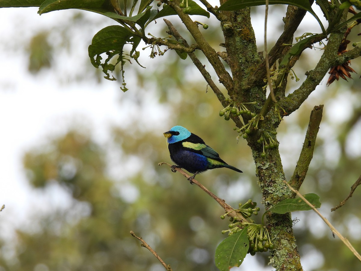 Blue-necked Tanager - ML647574378