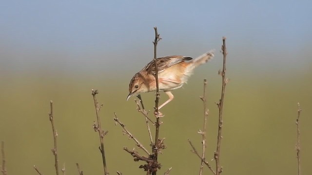 cistovník rákosníkový - ML647574395