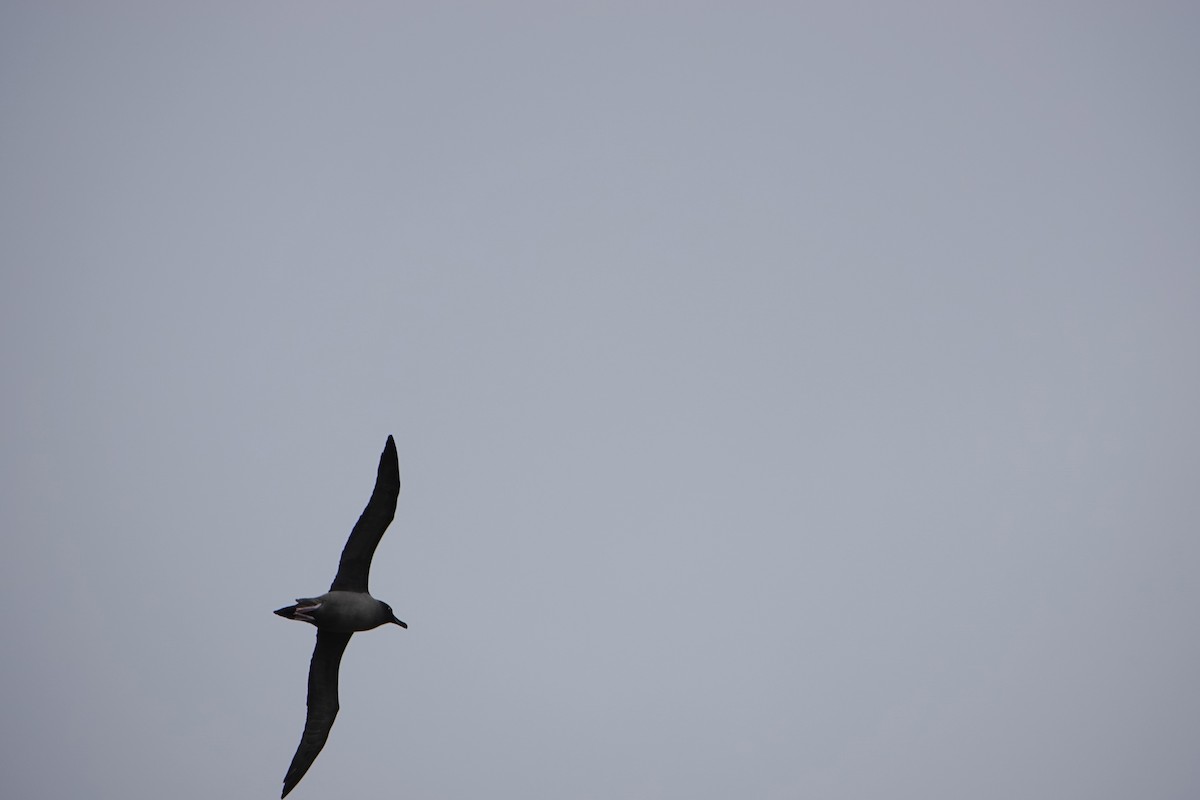 Light-mantled Albatross - ML647574399