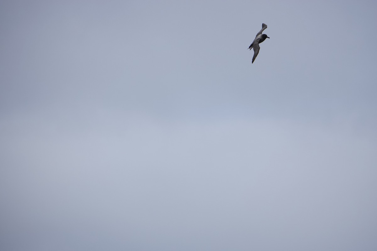 Light-mantled Albatross - ML647574403