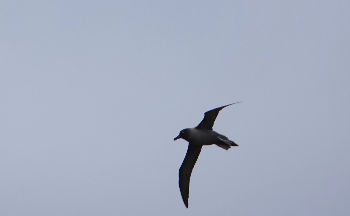 Light-mantled Albatross - ML647574406