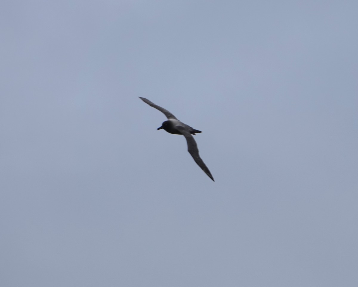 Light-mantled Albatross - ML647574408