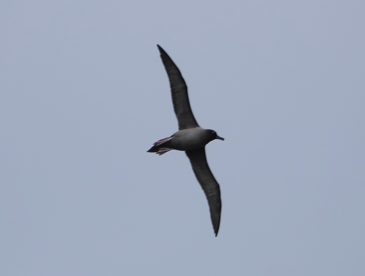 Light-mantled Albatross - ML647574410