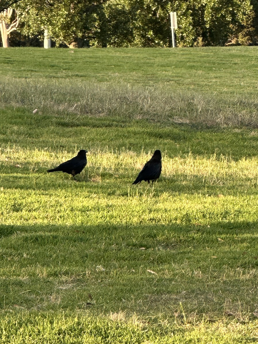 Little Raven - ML647574421