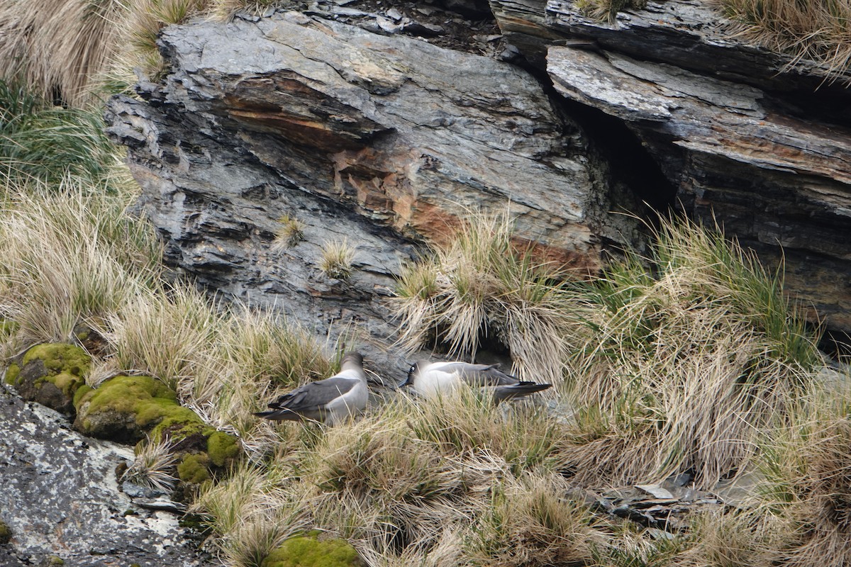 Light-mantled Albatross - ML647574467