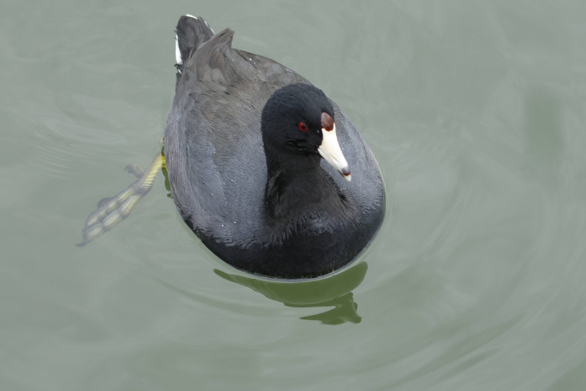American Coot - ML647574481