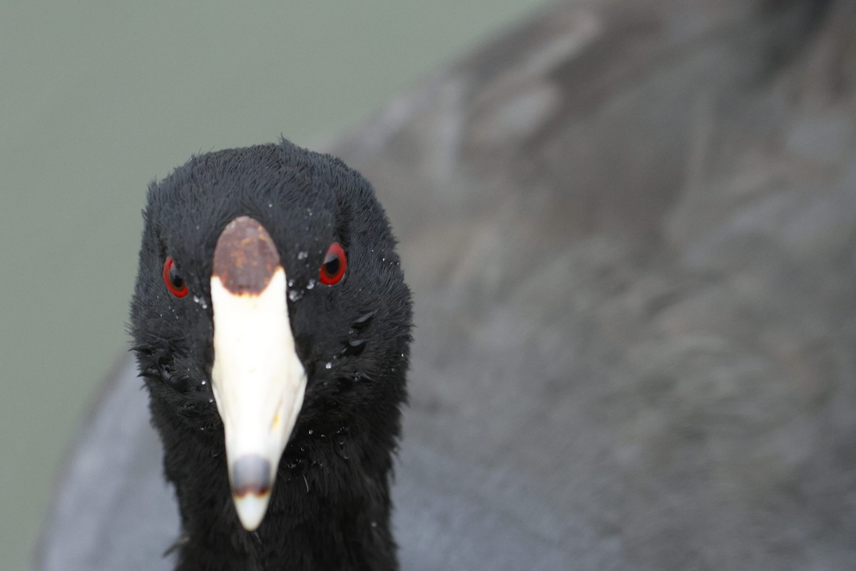 American Coot - ML647574482
