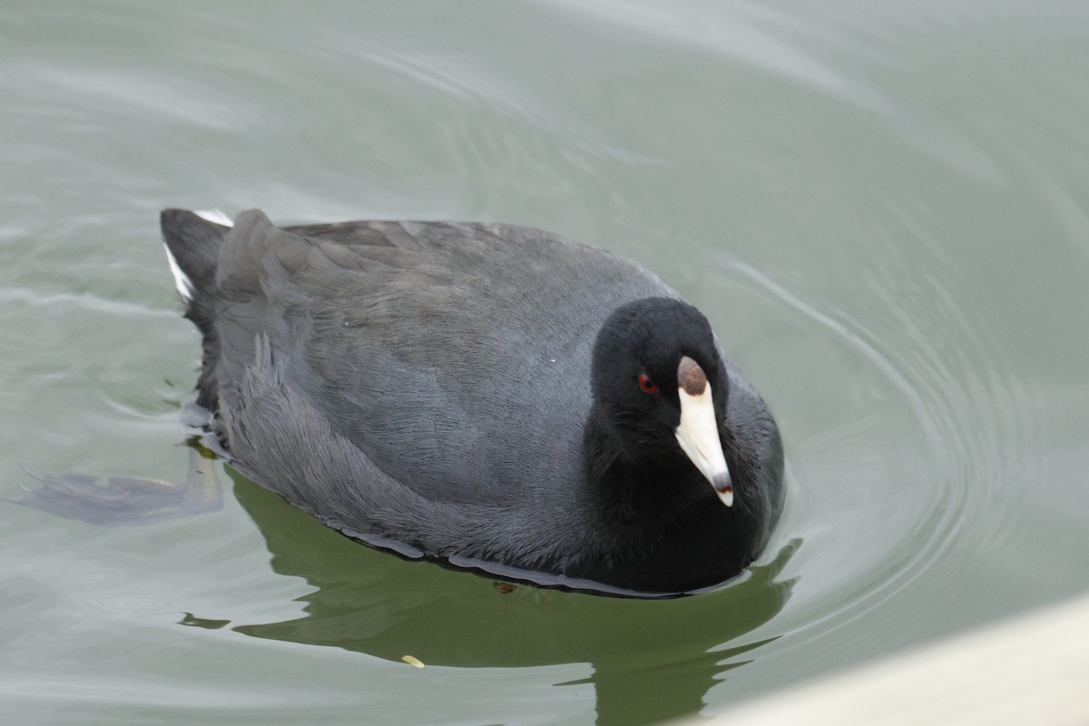 American Coot - ML647574483