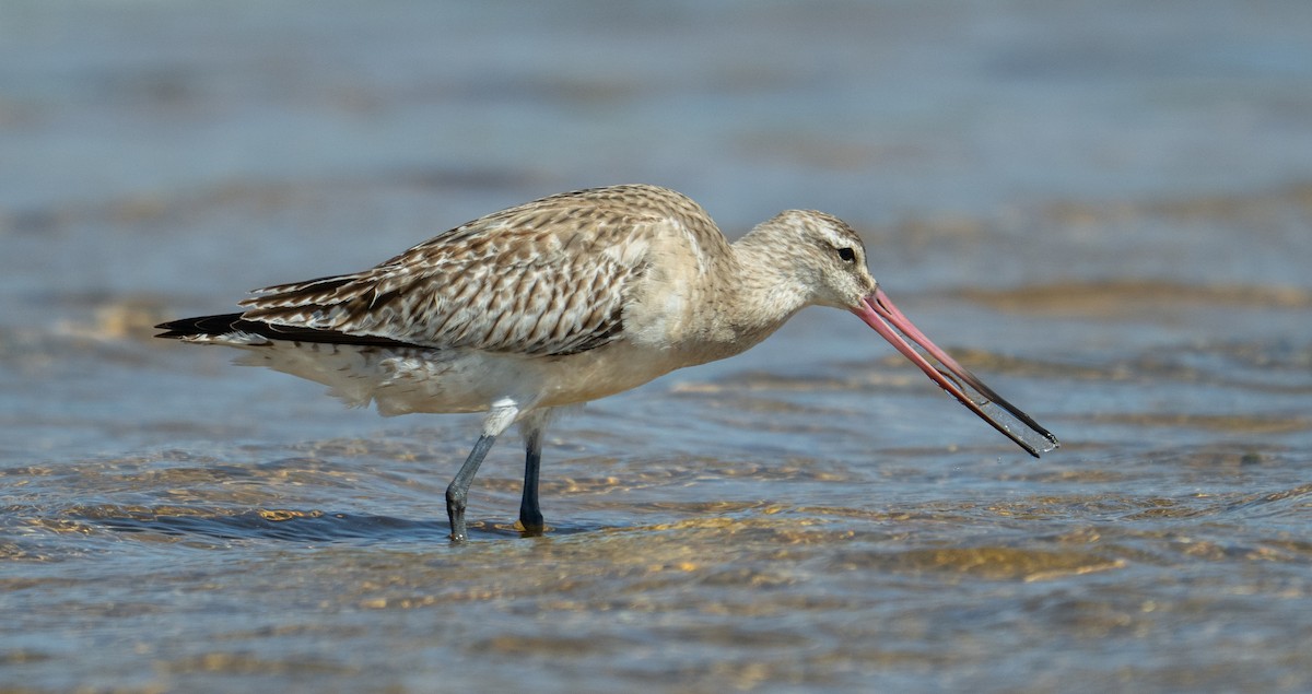 Kıyı Çamurçulluğu - ML647574489