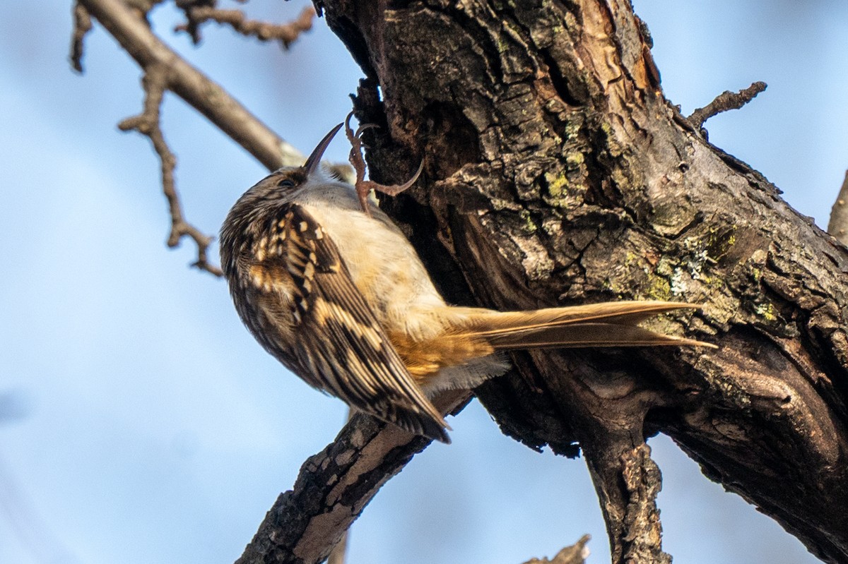 Amerika Tırmaşıkkuşu - ML647574490