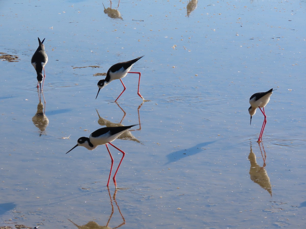 Maskeli Uzunbacak - ML647574491