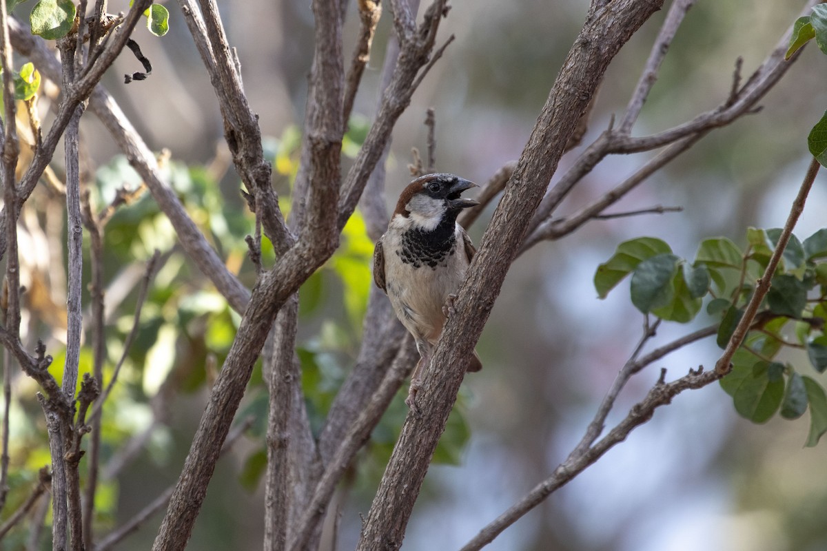 Serçe - ML647574492