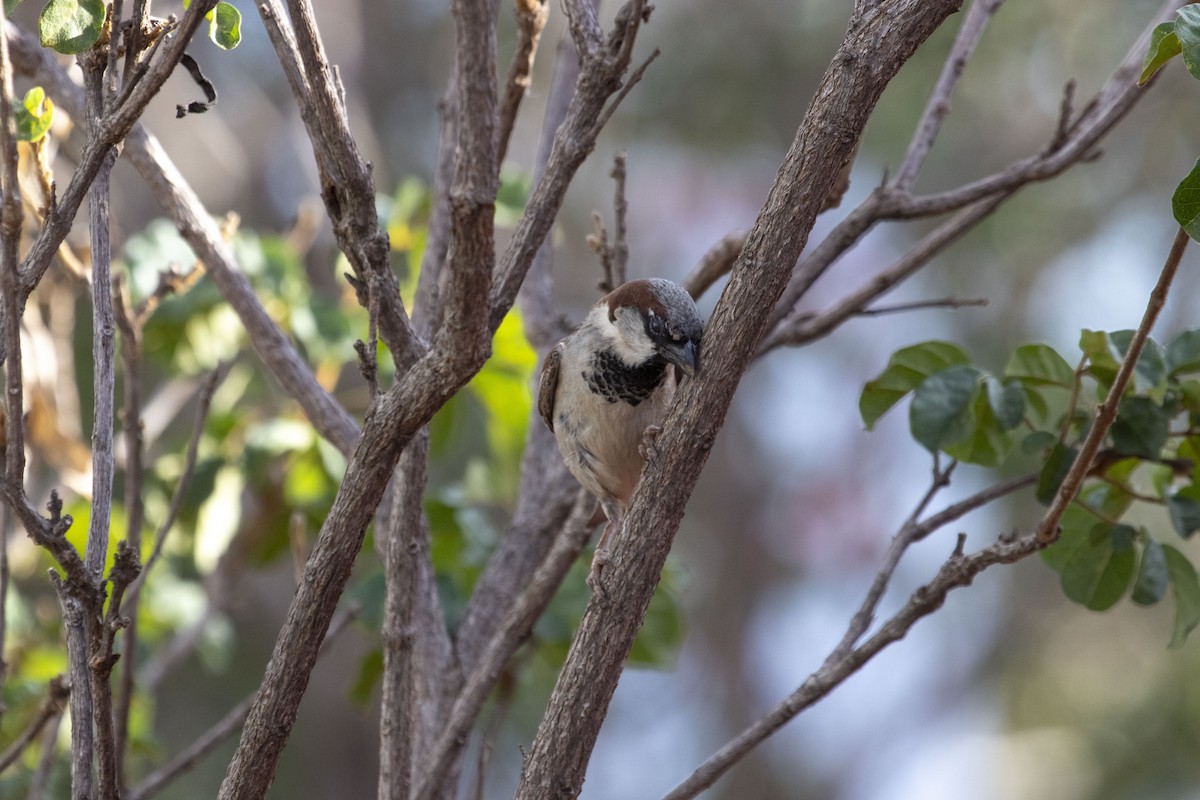 Serçe - ML647574493